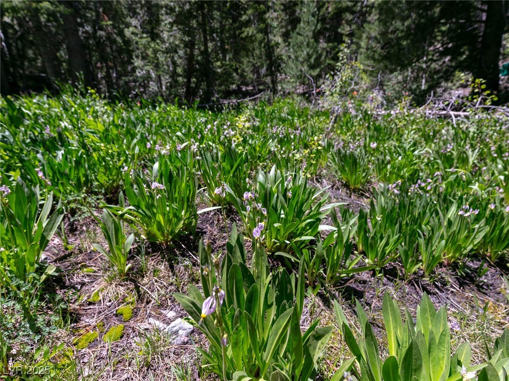 Photo 22 of 63, 4085 Cougar Ridge Trail