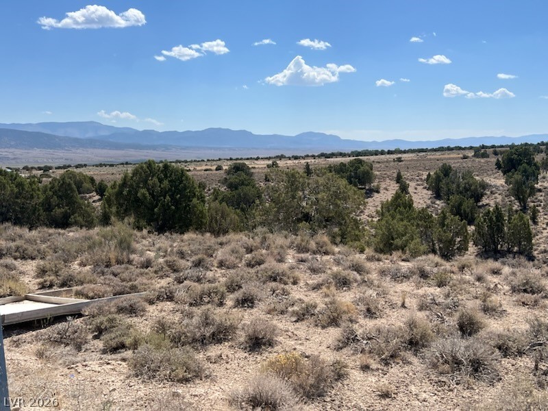 Pinyon Pine, Ely